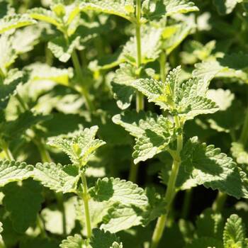 Catnip 25g