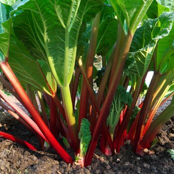 Rhubarb- Lider Red 10g