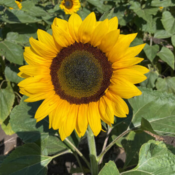 Sunflower- Galaxy F1