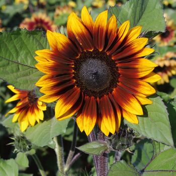 Sunflower- Sonnet F1
