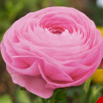Ranunculus- Elegance Rosa 89-02