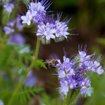 Green Manure: Pollinator Mix