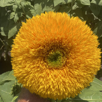 Sunflower- Standard Teddy F1