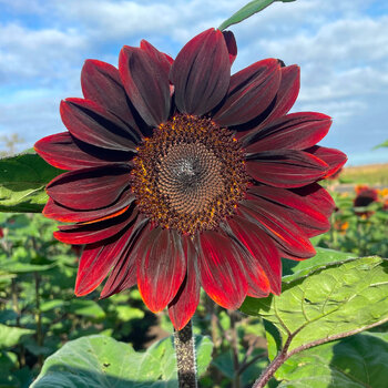 Sunflower- Ruby Rich F1