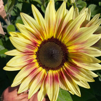 Sunflower- Lemon Blush F1