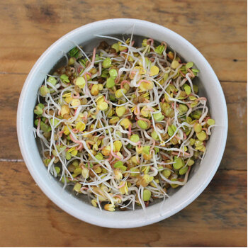 Sprouting Seeds- Radish Pink