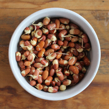 Sprouting Seeds- Adzuki Bean 100g