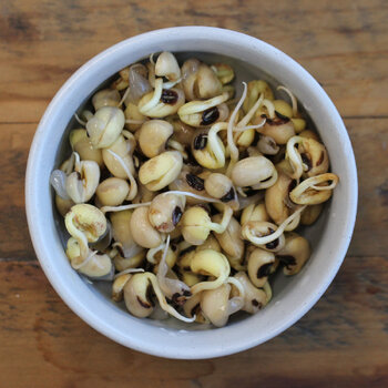 Sprouting Seeds- Black Eyed Pea