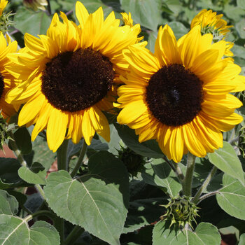 Sunflower- Compact Gold Spray F1