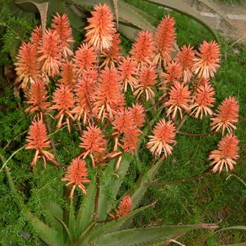 Aloe- Apricot™