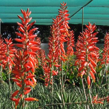 Aloe- Bumble Bee™