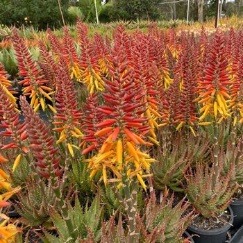 Aloe- Harlequin™