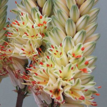 Aloe- Sparkler™