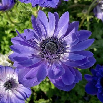 Anemone- Double Blue