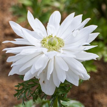 Anemone- Double White