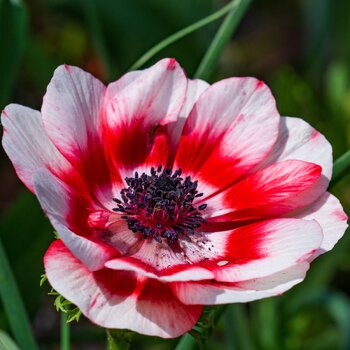 Anemone- Giant Red Bicolour