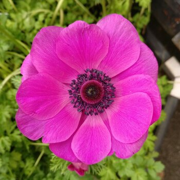 Anemone- Giant Pink