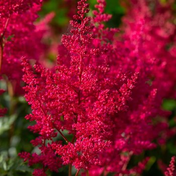 Astilbe- Paul Gaarder