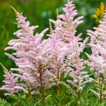 Astilbe- Europa