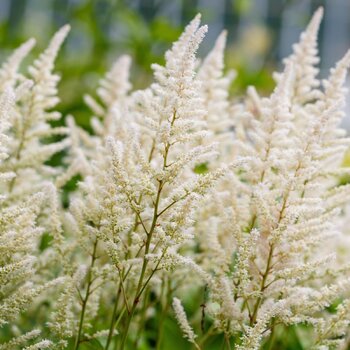 Astilbe- Washington