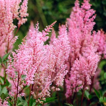 Astilbe- Cattleya