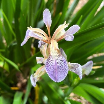 Iris- foetidissima