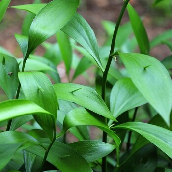 Ruscus- hypoglossum