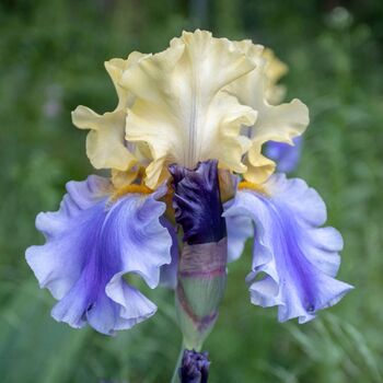 Bearded Iris- Edith Woolford