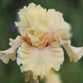 Bearded Iris- Cotillion Gown