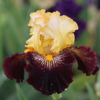 Bearded Iris- Reckless Abandon