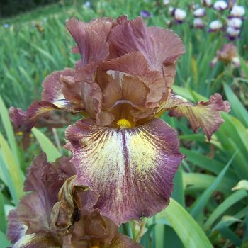 Bearded Iris- Kerrie's Kirtle