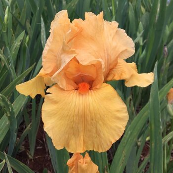 Bearded Iris- Gratuity