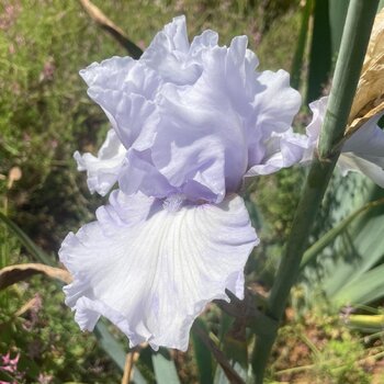 Bearded Iris- Star Frost