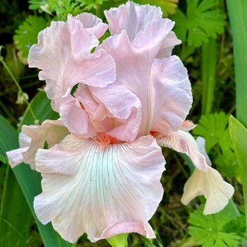 Bearded Iris- Point Clear