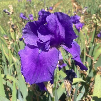 Bearded Iris- Wind River