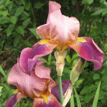Bearded Iris- Indian Chief