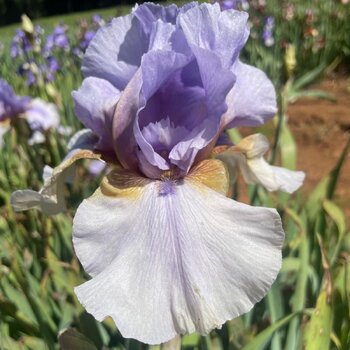 Bearded Iris- Collage