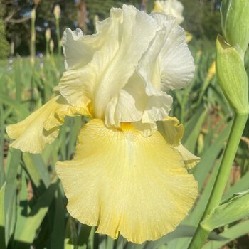 Bearded Iris- Stookina Huck