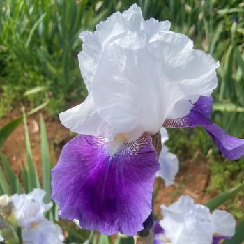 Bearded Iris- Snow Mound