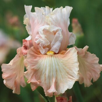 Bearded Iris- A Certain Girl