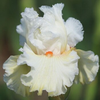 Bearded Iris- Blond Response