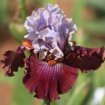 Bearded Iris- Devils Intent