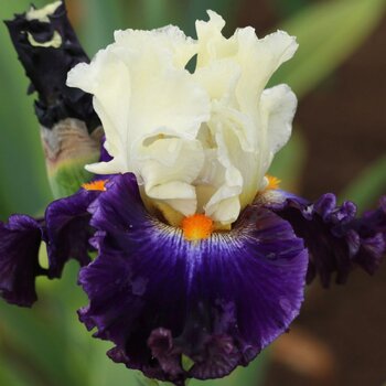 Bearded Iris- Future Ruler