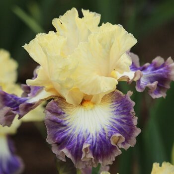 Bearded Iris- Interstellar