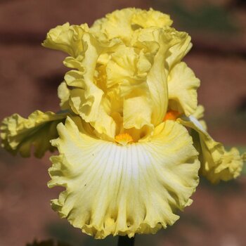 Bearded Iris- Lemon Cove