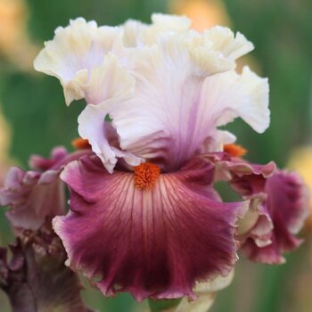 Bearded Iris- One Mans Art