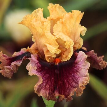 Bearded Iris- Puzzled