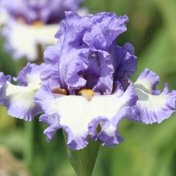 Bearded Iris- Raindrops Keep Falling