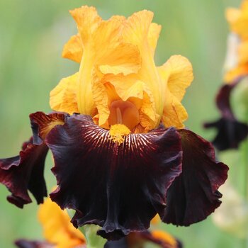 Bearded Iris- Rise Like A Phoenix