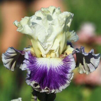 Bearded Iris- Soft Elegance